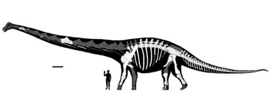 A computer rendering of a dinosaur with a human figure for scale. The dinosaur has a long neck and tail. The human reaches its thigh.