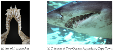 A photo on the left shows a shark jaw with lots of teeth sticking out in all directions. On the right, it shows that jaw inside a shark's mouth