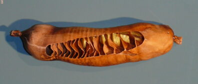 A photo of a nurse shark's spiral valve intestine. It looks like a balloon, tied off on both ends, with thin, spiral layers visible inside