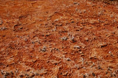A photo of a mat of red and orange bacteria