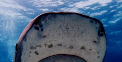 A photo of the underside of a shark's snout. It's mostly white with lots of tiny pores.