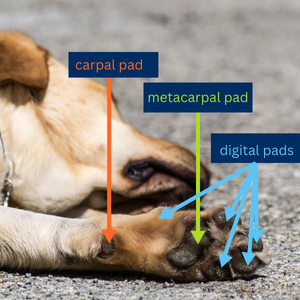 A photo of a yellow labrador with the front paw pads labeled