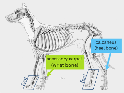A dog skeleton with the feet, wrist bone and heel bone labeled