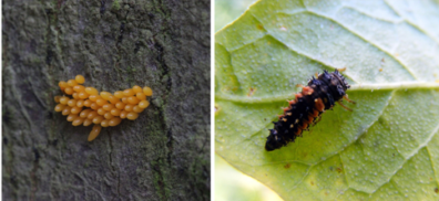 Two photos: on the left, yellow ladybug eggs are stuck to tree bark. On the right, a ladybug larvae with spikes sits on a leaf.