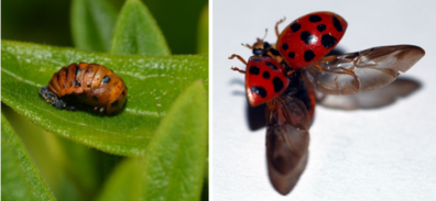 Two photos: on the left, a wrinky ladybug pupa is immobile on a leaf. On the right, an adult ladybug with the red and black elytra spread and the membranous wings open.