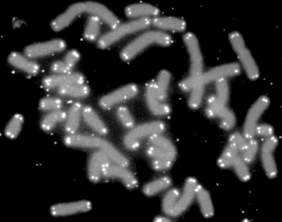 A microscope photo of DNA chromosomes with the telomeres at the ends lit up. 