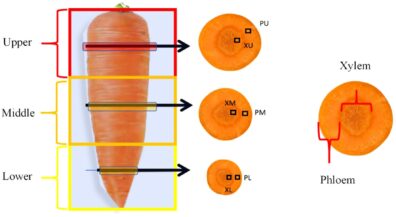 An image of a carrot with slices cut to show cross-section, labeled xylem and phloem