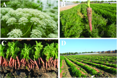 Four photos showing white carrot flowers, carrots in bunches, and rows of planted carrots