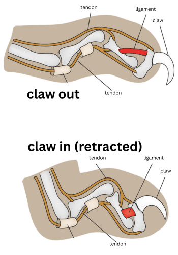 Two images showing a cat's claw retracted and relaxed with the connective tissue labeled