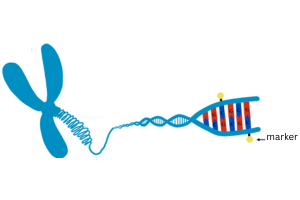 An illustration of a DNA chromosome that unwinds to show base pairs with epigenetic markers