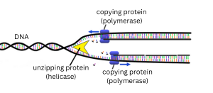 A diagram of a double-stranding DNA showing the helicase protein unzipping it and the polymerase protein copying it.