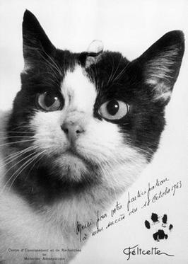 A headshot photograph of Felicette, a black and white cat