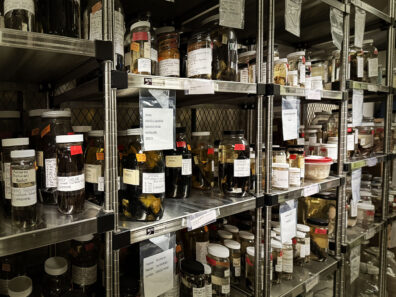 Metal shelves holding many glass bottles filled with vertebrate specimens