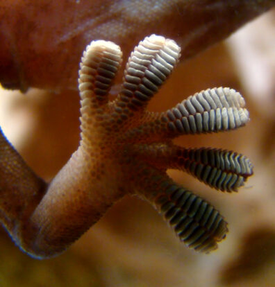 A gecko's foot with five toes, each containing deep ridges on the surface