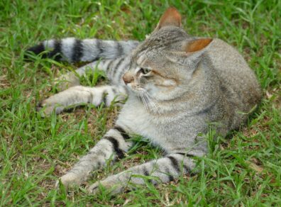 An African wildcat lies on grass, staring off into the distance.