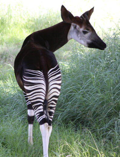 The back view of an okapi, showing its black and white striped back legs and buttocks and its black body and lighter head