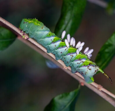 A green hornworm caterpillar clings to a brown stem. Several soft white wasp cocoons stick out from its body