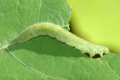 A velvety green caterpillar eats a leaf
