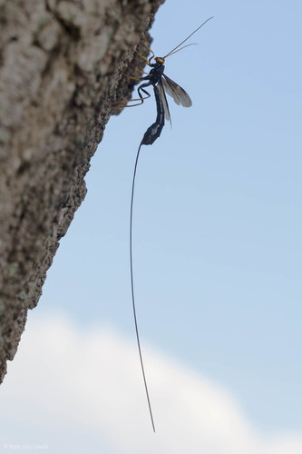 An ichneumid wasp clings to a tree with a long ovipositor