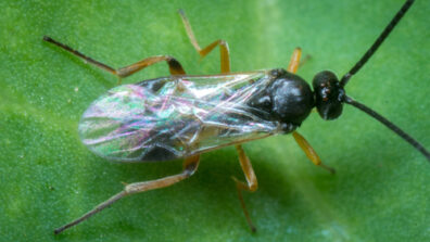 A small parasitic wasp with tranlucent rainbow wings