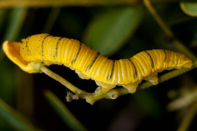 A vibrant yellow caterpillar with green stripes moves along a stem