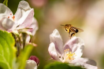 A bee flies between flowers with pollen visible on its leg pollen basket.