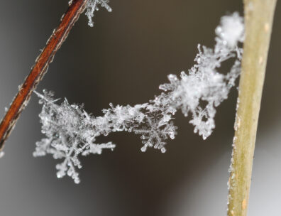 A string of individual snowflakes frozen like a garland between two ice-covered stems