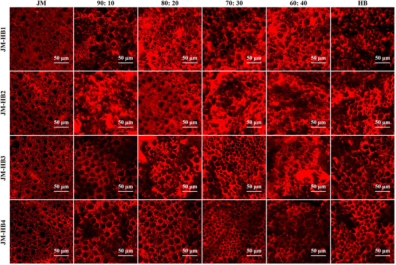 A series of red colorized images showing the protein network of gluten in bread