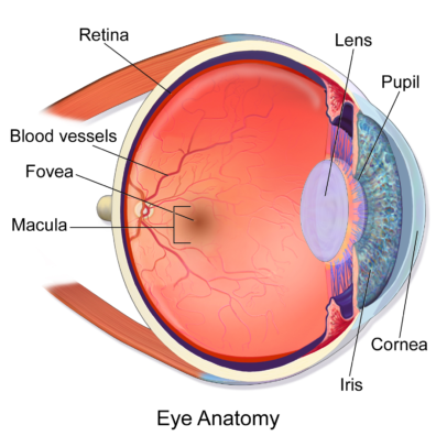 A side view diagram of an eye ball showing the fovea and other parts