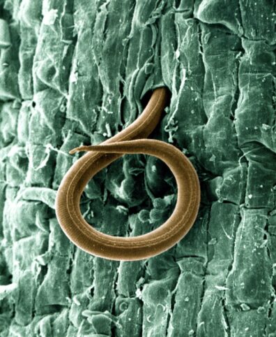 A colorized micrograph of a parasitic nematode. The nematode is brownish green and burrowing into a green plant stem.