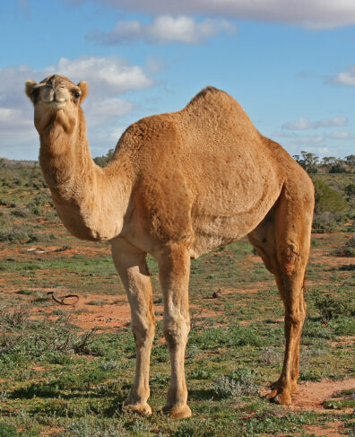 A camel faces the camera with a grass and blue skies behind its body