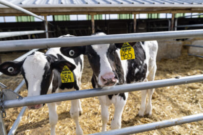 Two black and white calves look at the viewer form behind a metal fence. They have yellow tags attached to their ears, indicating their number and birthdate. 