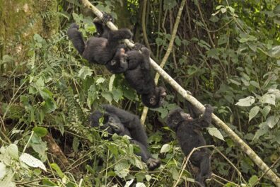Three toddler mountain gorillas climb and hang on a limb while an adult gorilla naps nearby