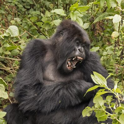 A female mountain gorilla looks to her left and yawns widely with her sharp teeth visible.