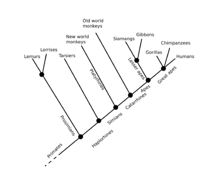 Primate cladogram shows lemurs, lorises, tarsiers, new and old world monkeys, gorillas, chimps, and humans.