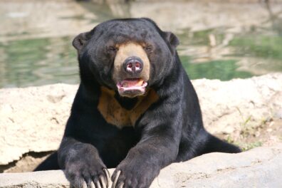 A sun bear in a zoo enclosure faces the viewer with its mouth open