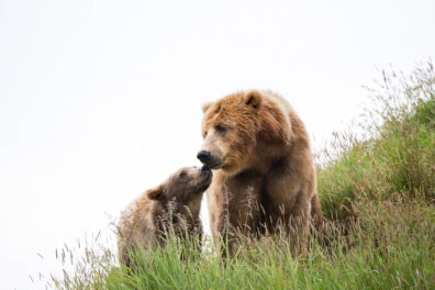A kodiak brown bear touches noses with her cub in the long grass