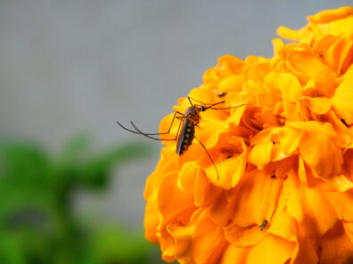 A mosquito feeds on nectar from bright orange flowers