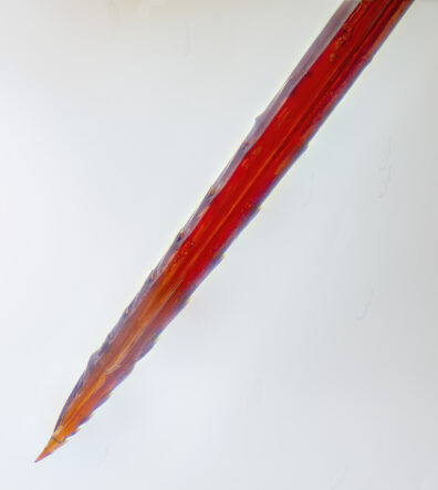 The stinger of a honey bee with barbs visible, colorized red