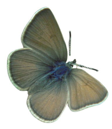 a brownish blue butterfly with a distinct offwhite margin