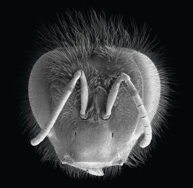 Black and whitemicrograph of a bee's head, showing antennae and sensory hairs