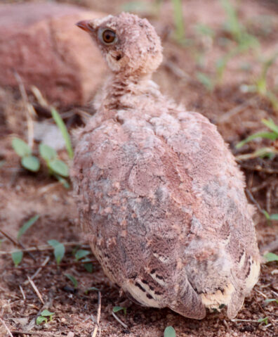 The downy back of a baby sandgrouse with its little head sticking up