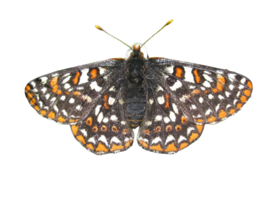 The butterfly's body is gray. Its wings are a pattern of gray, white, and orange
