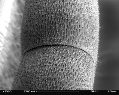 Black and white micrograph of a wasp antenna showing two segments with sensory cells visible