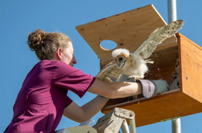 A veterinarian with curly hair in a bun, wearing maroon scrubs and a protective glove reaches into a hack box. A fluffy baby barn owl spreads its wings and perches on her arm.