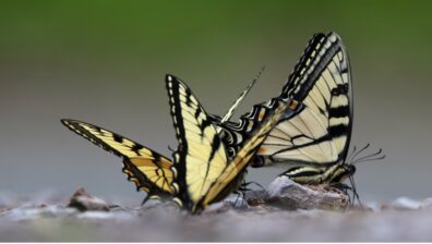 Three yellow and black swallowtail butterflies perch in mud
