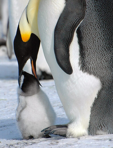A male emperor penguin bends over its baby to regurgitate crop milk into its beak