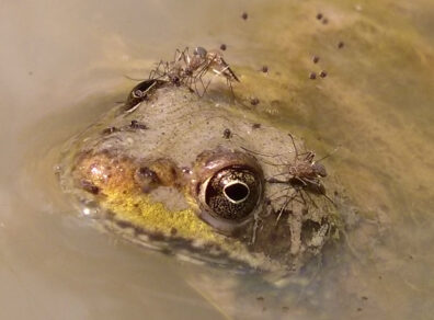 A brown frog submerged in water with its head poking out and several mosquitoes feeding on its head