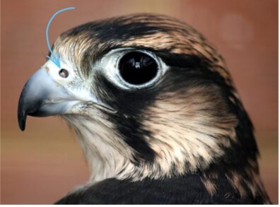A falcon's head in side profile with a green arrow pointing to its left nostril