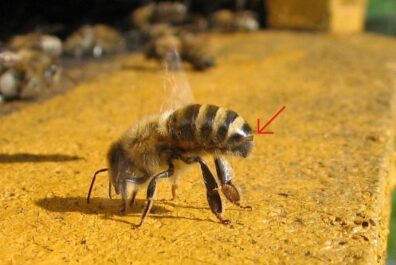 A bee stands at the entrance of the hive, pointing its abdomen outside. A red arrow points to its gland
